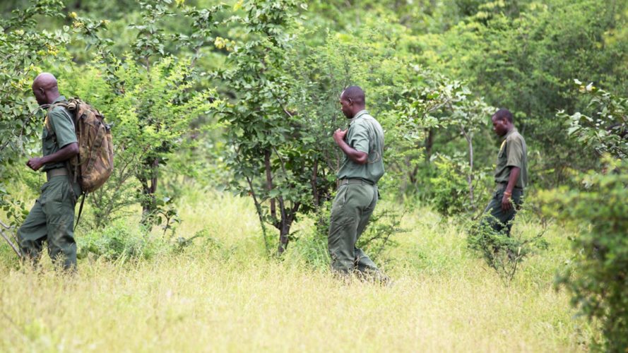 Wildlife Conservation Safari